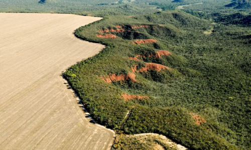 image-942-500x299 Área desmatada no Brasil em 2023 cai 11,6%, indica MapBiomas