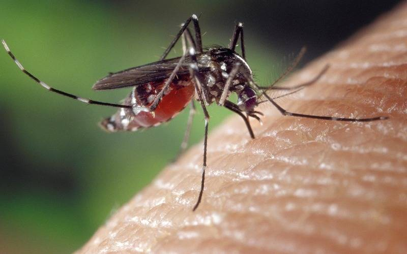 image-200 Epidemia de dengue é tema do Caminhos da Reportagem deste domingo