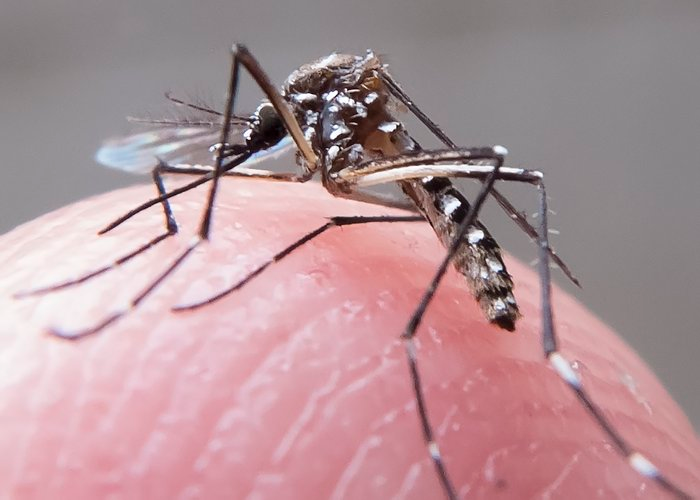 image-317 Quase 4 bilhões de pessoas correm risco de infecção pelo Aedes