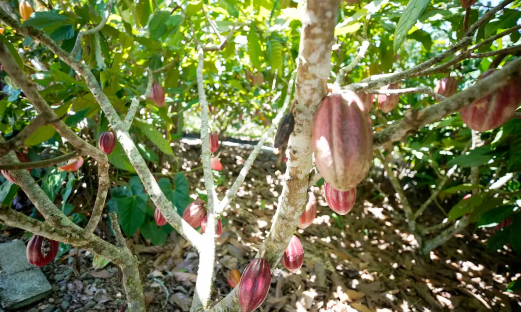 Produtoras de café e cacau contam como lidam com mudanças climáticas