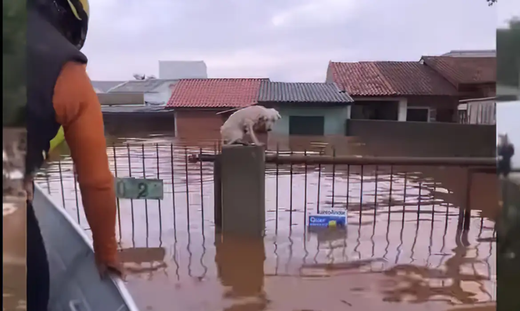 image-121-1024x613 Pelo menos 3,5 mil animais ilhados pela chuva foram resgatados no RS