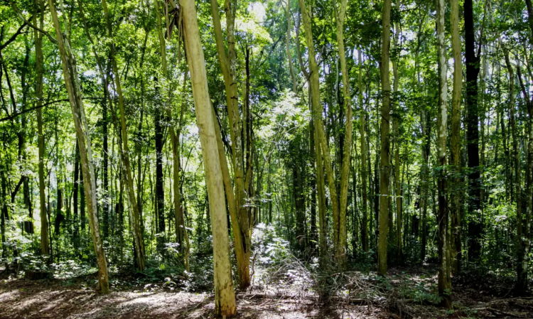 Câmara aprova regras menos rígidas para plantação de eucalipto