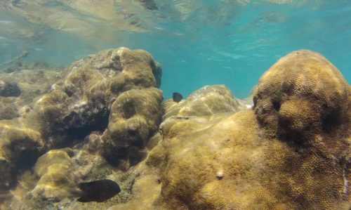 image-116-500x299 Mais de 70% de espécies ameaçadas buscam Áreas Marinhas Protegidas