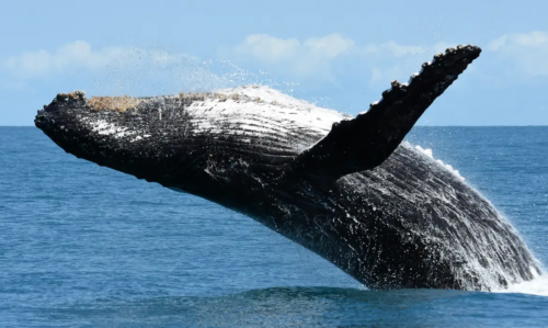 image-288-500x299 Baleia jubarte é vista na Praia de Ipanema no Rio